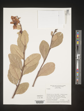 Image Associated With the Occurence