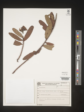 Image Associated With the Occurence