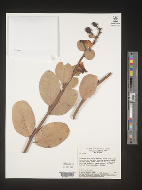 Image Associated With the Occurence