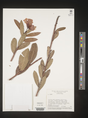 Image Associated With the Occurence