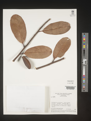 Image Associated With the Occurence