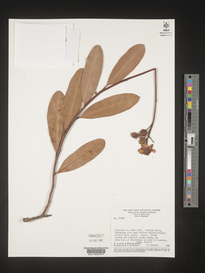 Image Associated With the Occurence