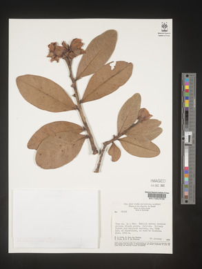 Image Associated With the Occurence