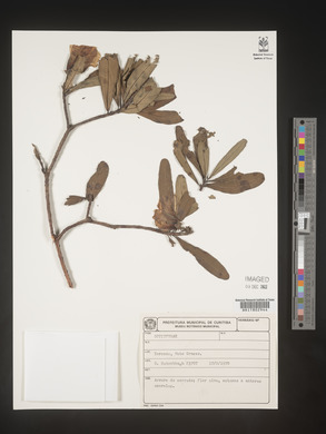 Image Associated With the Occurence