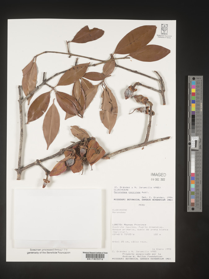 Moronobea image