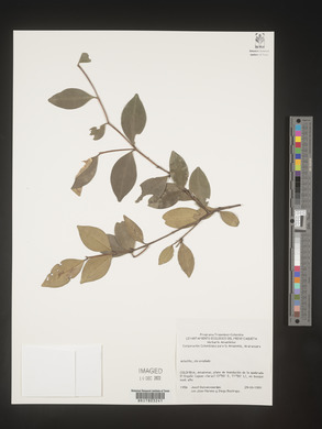 Image Associated With the Occurence