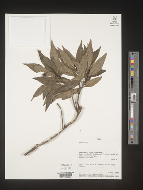 Image Associated With the Occurence
