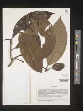 Image Associated With the Occurence