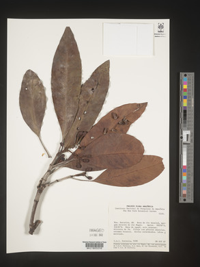 Image Associated With the Occurence