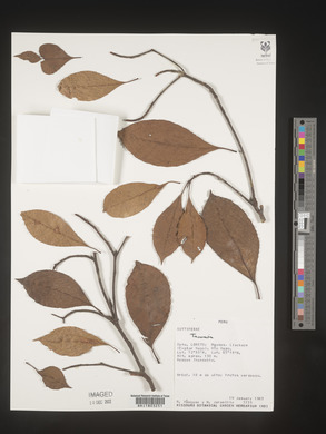Image Associated With the Occurence