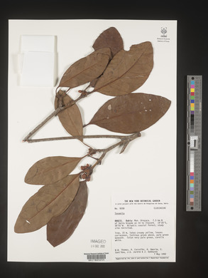 Image Associated With the Occurence