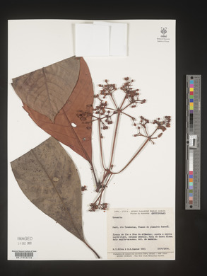 Image Associated With the Occurence