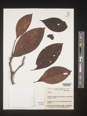 Image Associated With the Occurence