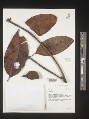 Image Associated With the Occurence
