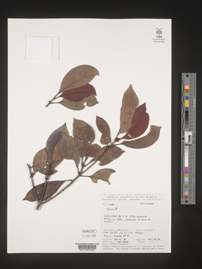 Image Associated With the Occurence