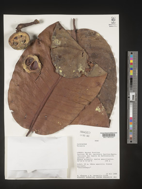 Image Associated With the Occurence