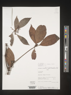 Image Associated With the Occurence
