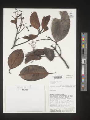 Image Associated With the Occurence