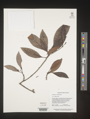 Image Associated With the Occurence
