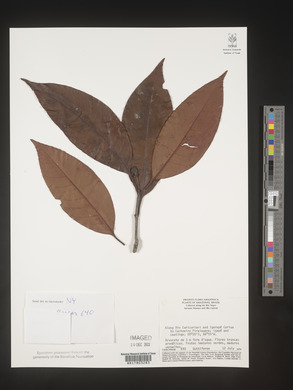 Image Associated With the Occurence