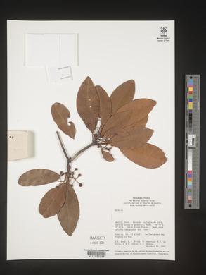 Image Associated With the Occurence
