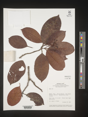 Image Associated With the Occurence