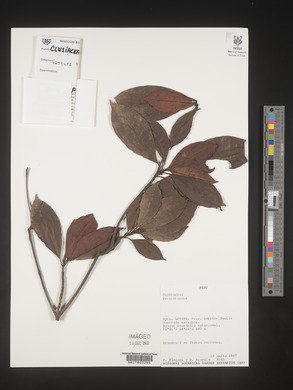 Image Associated With the Occurence