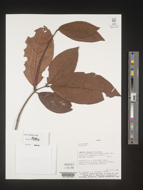 Image Associated With the Occurence