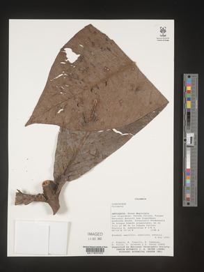 Image Associated With the Occurence