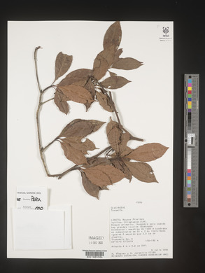 Image Associated With the Occurence