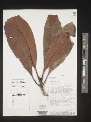 Image Associated With the Occurence