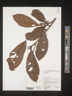 Image Associated With the Occurence