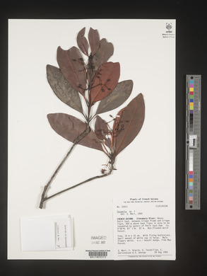 Image Associated With the Occurence