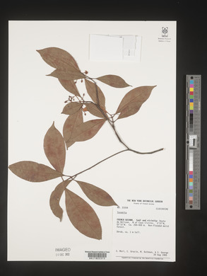 Image Associated With the Occurence
