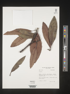 Image Associated With the Occurence