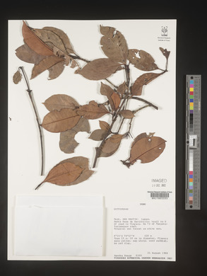 Image Associated With the Occurence