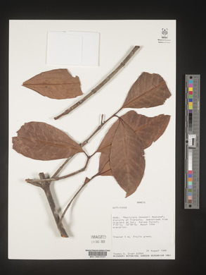 Image Associated With the Occurence