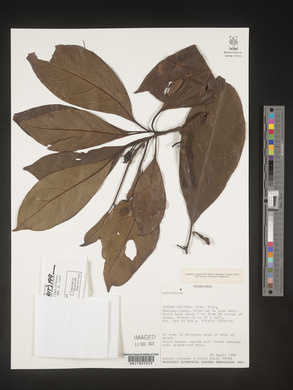 Image Associated With the Occurence