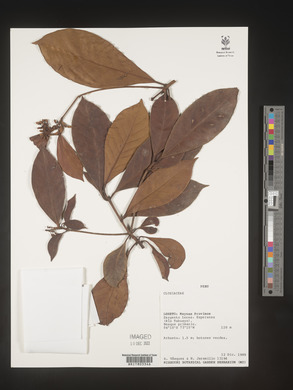 Image Associated With the Occurence