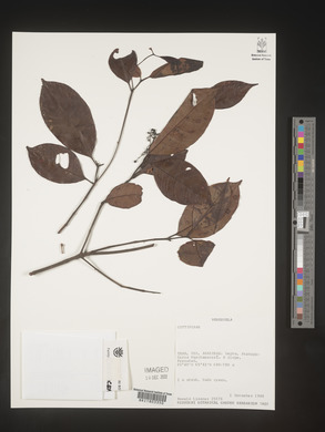 Image Associated With the Occurence