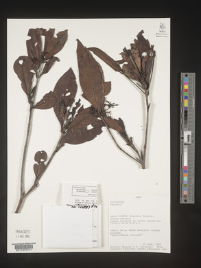 Image Associated With the Occurence