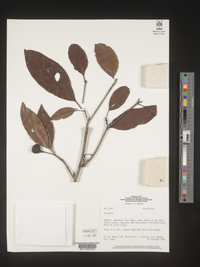 Image Associated With the Occurence