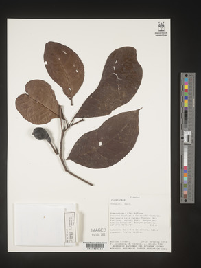 Image Associated With the Occurence