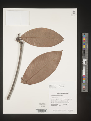 Image Associated With the Occurence