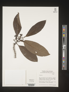 Image Associated With the Occurence