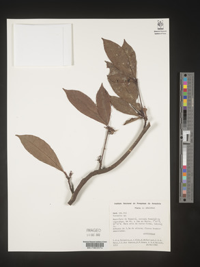 Image Associated With the Occurence