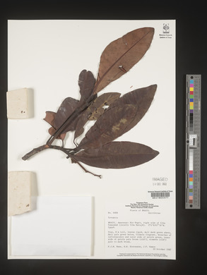 Image Associated With the Occurence