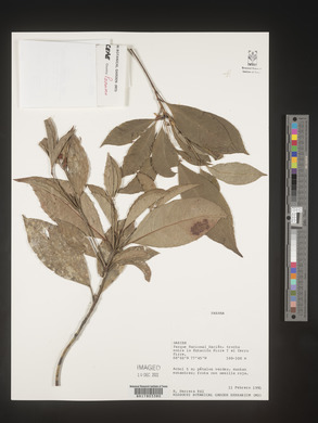 Image Associated With the Occurence