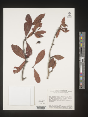 Image Associated With the Occurence