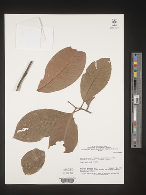 Image Associated With the Occurence